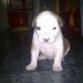 con 3 semanas y pico